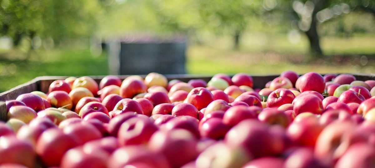 Урожай, яблоки, ящик, сад