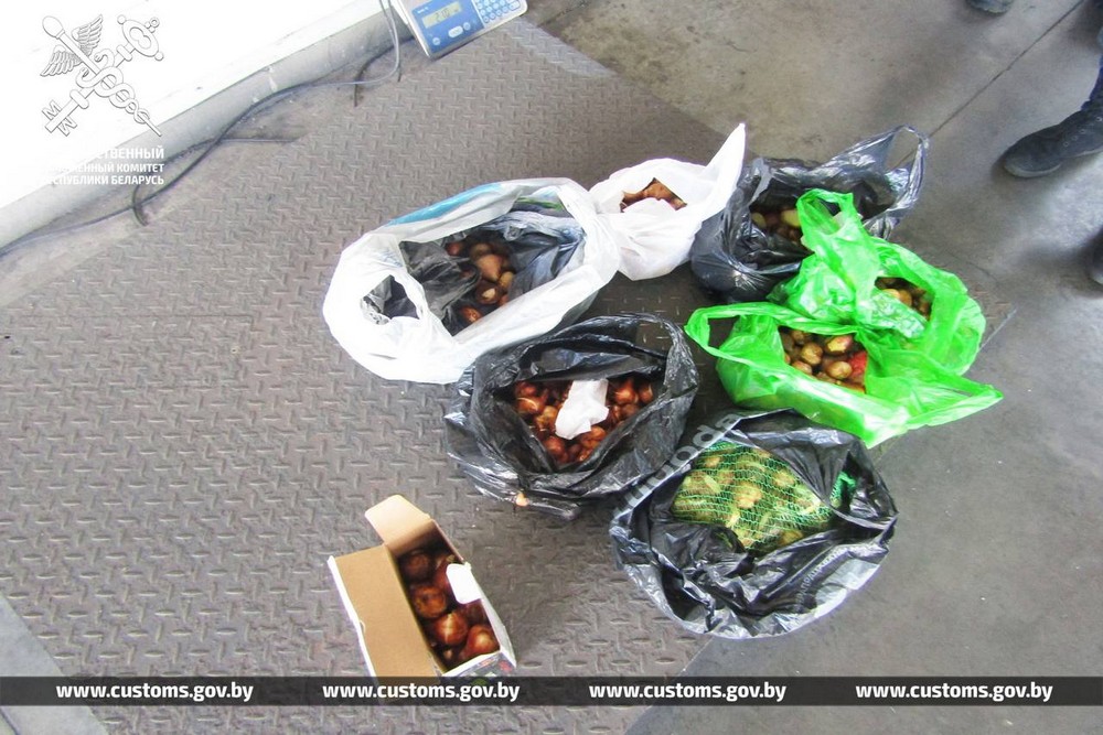 Луковицы тюльпанов, которые нашли брестские таможенники. Фото: ГТК