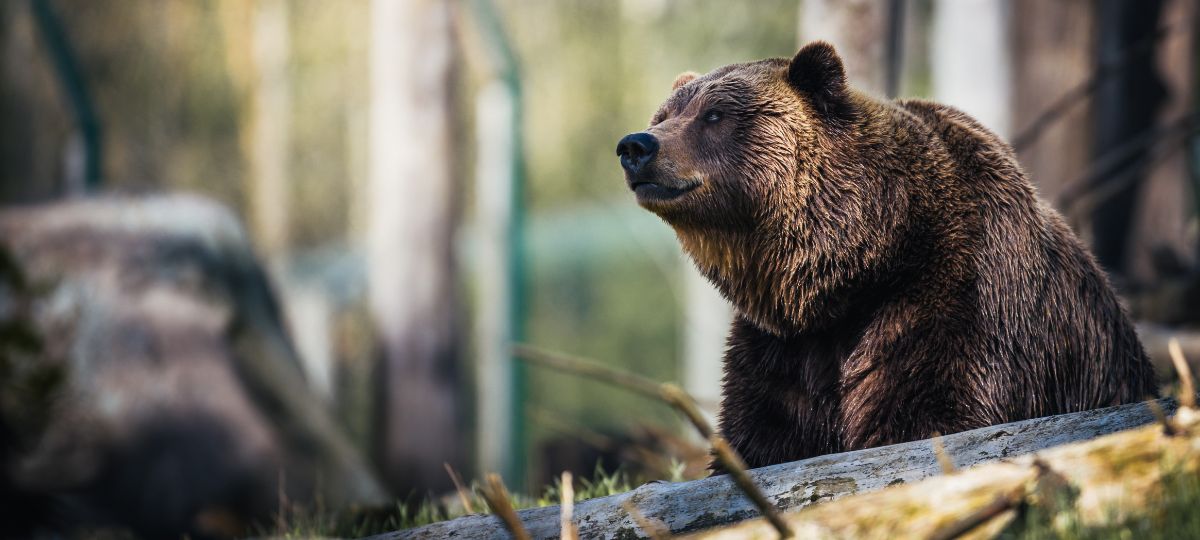 Медведь, лес