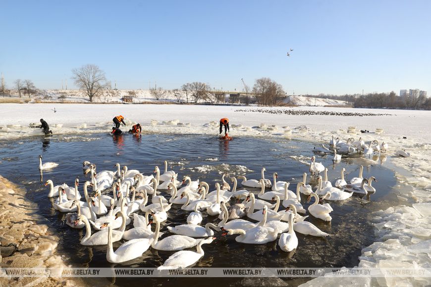 Спасатели увеличивают полынью для лебедей на набережной Мухавца в Бресте. 