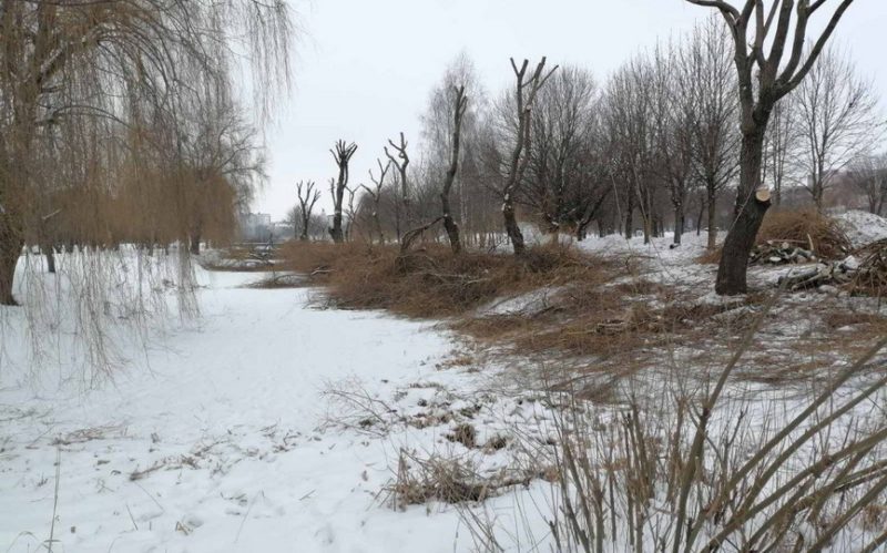 Обрезанные ивы на территории Светиловского озера в Барановичах