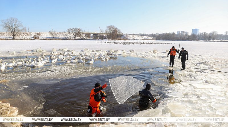 Спасатели увеличивают полынью для лебедей на набережной Мухавца в Бресте