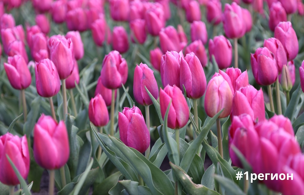 Тюльпаны на поле в хозяйстве «Находка Полесья»