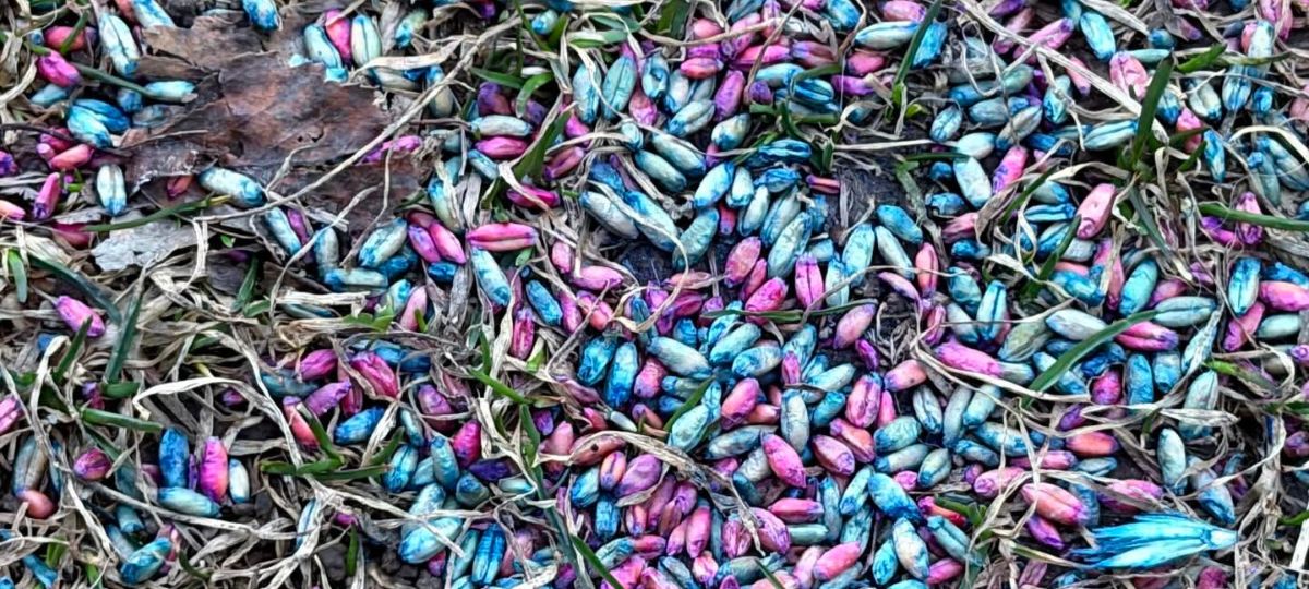 Яд в коробке для футбола в одном из дворов Витебска