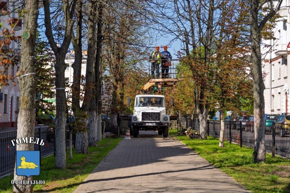 Вырубка деревьев в Гомеле на улице Комсомольской. Фото: Гомельский горисполком