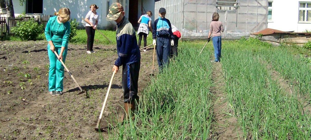 школьнікі прыбіраюць градкі