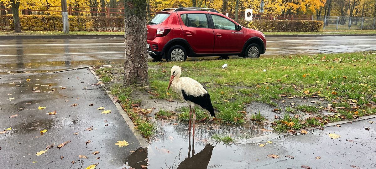 Бусел у лужы